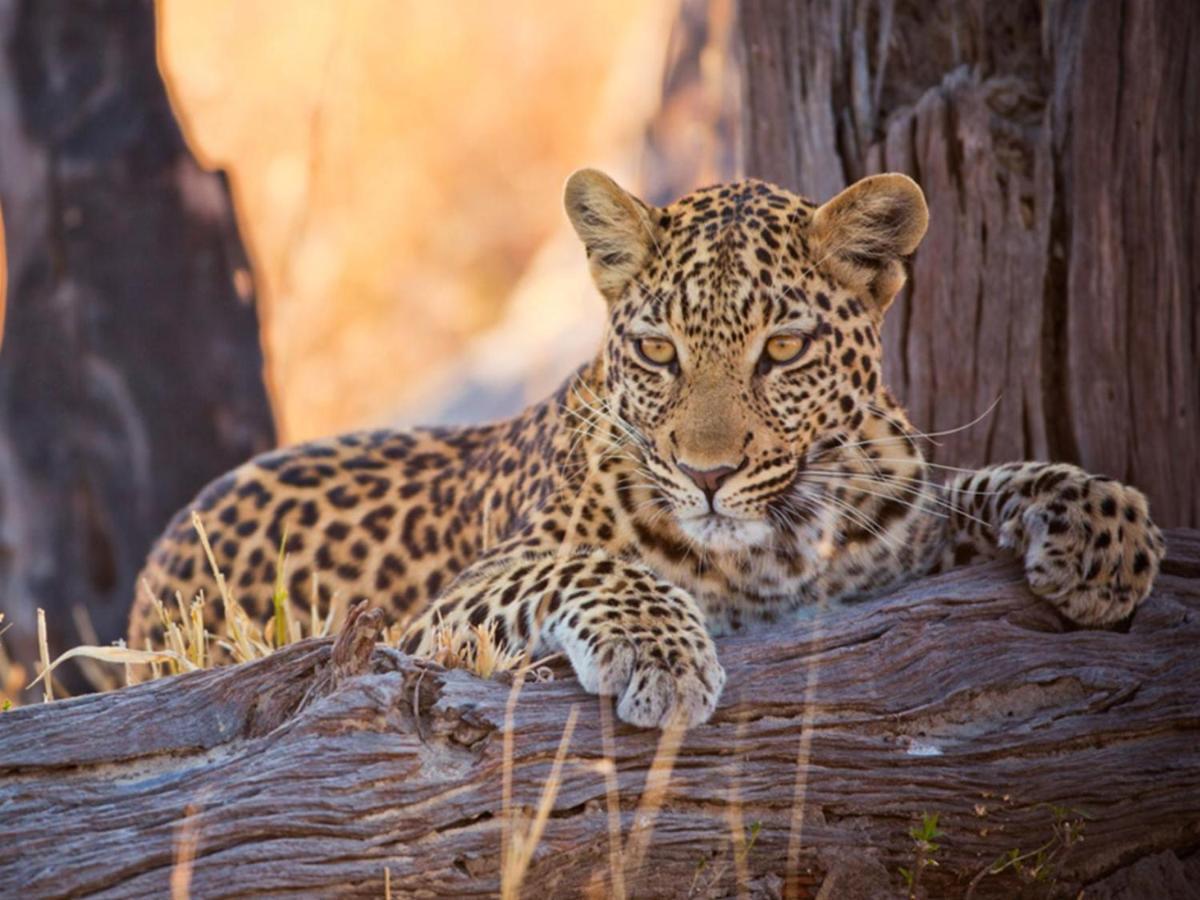 Imagine Africa Luxury Tented Camp 巴卢莱自然保护区 外观 照片
