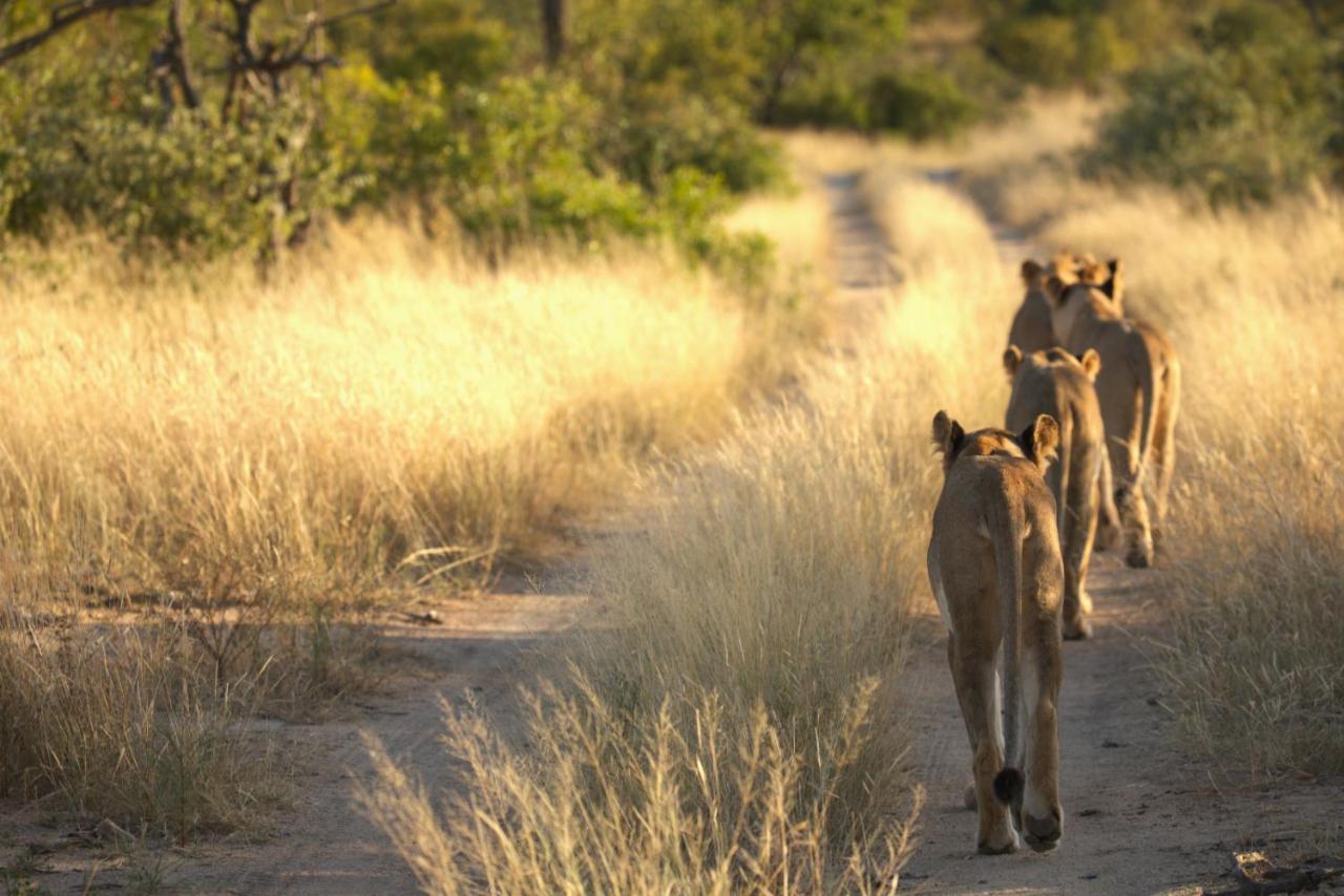 Imagine Africa Luxury Tented Camp 巴卢莱自然保护区 外观 照片