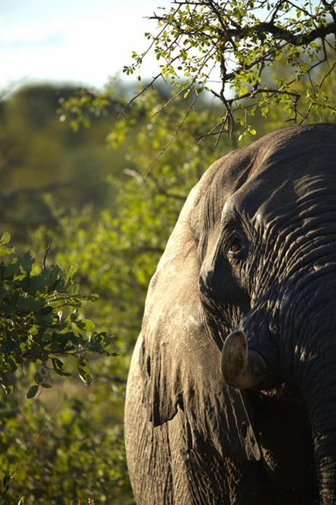 Imagine Africa Luxury Tented Camp 巴卢莱自然保护区 外观 照片