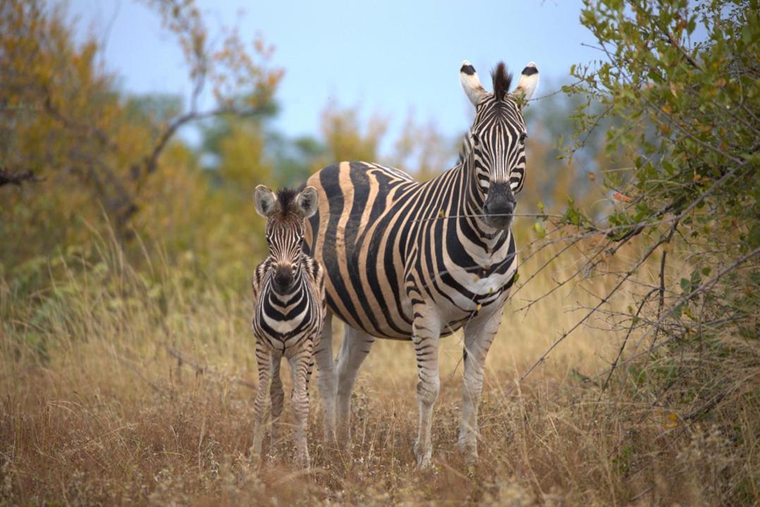 Imagine Africa Luxury Tented Camp 巴卢莱自然保护区 外观 照片