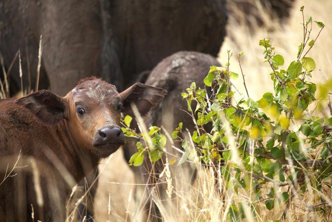 Imagine Africa Luxury Tented Camp 巴卢莱自然保护区 外观 照片