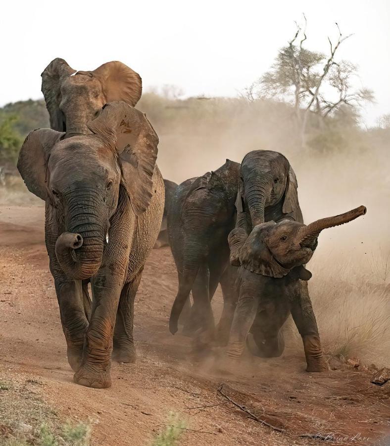Imagine Africa Luxury Tented Camp 巴卢莱自然保护区 外观 照片